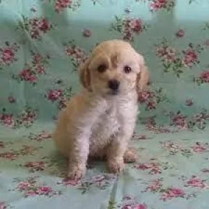 Miniature Golden Doodle Pup&rsquos