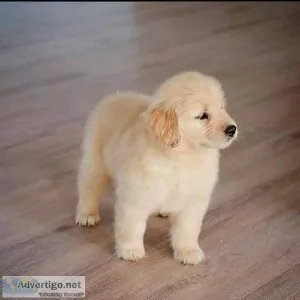 Adorable and loving Golden Retriever puppies for sale
