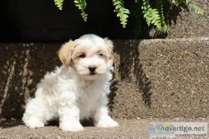 Ariel Female Maltipoo