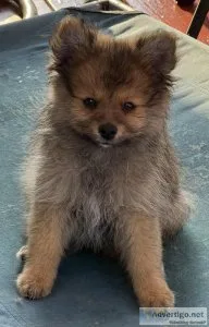 Pomeranian Puppies