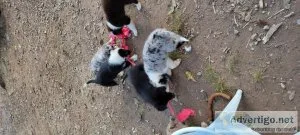 Australian Shepherd puppies