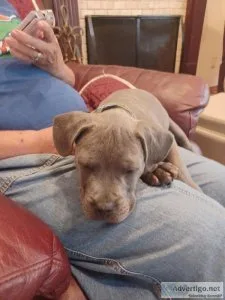 French bulldogpitbull puppy for sale