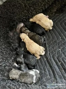 Labradoodles