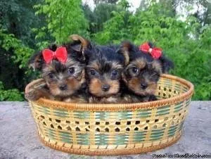 adorable yorkshire terrier puppies for adoption