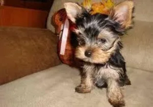 Yorkshire Terrier (Yorkie) Puppies Great Family Pet 300.00