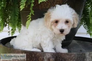 Snow White Female Maltipoo