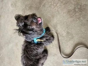 6 month old Yorkipoo needs a new home
