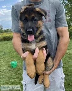 German Shepherd AKC Champion Bloodline