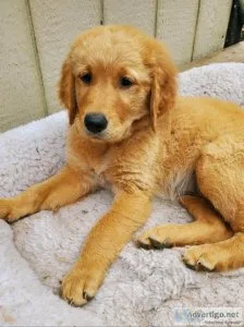 Golden retriever puppies