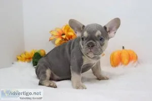 Trent Male AKC French Bulldog