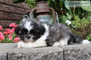 Lily Female ACA Shihtzu