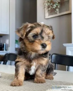 Male Yorkie Pup