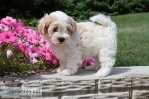 Cinderella Female Maltipoo