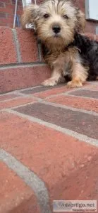 Teacup yorkie