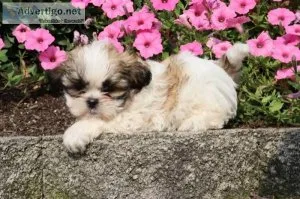 Brownie Male ACA Shihtzu