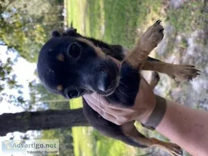 Chihuahua female puppy black