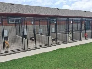 Looking for Pet Boarding in Tacoma WA