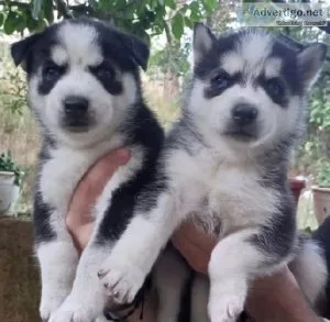 Husky puppies for adoption