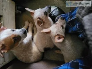 Red heelers