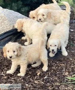 Cockapoo puppies
