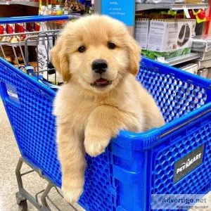 Cute Golden Retriever Pups Ready For Caring Homes Today