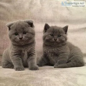 British Shorthair Kittens