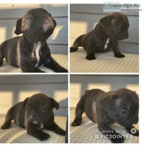 French Bulldogs