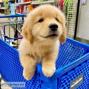 Beautiful AKC reg. golden retriever puppies available .