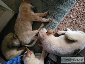 Red heelers
