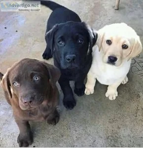 CKC labrador Retriever Puppy for sale