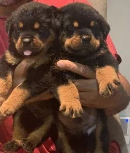 Top Quality Rottweiler Puppies For Sale