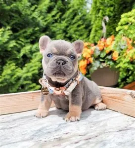 Beautiful French Bulldog Puppies
