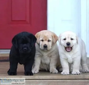 labrador Retriever Puppies (Price Reduced)
