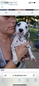 Ckc Dalmatian puppies for sale