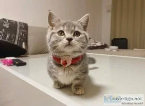 Male and Female Munchkin Kittens