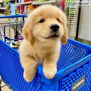 Destiny s  Golden Retriever Puppies For Sale