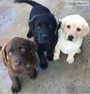 Healthy labrador Retriever puppies for a new home