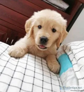Healthy  Golden Retriever Puppies For Sale