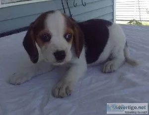 AKC registered Beagle pups