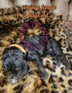 Standard poodle puppies