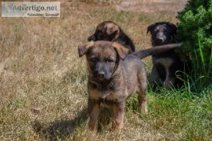 Purebred German Shepherd puppies