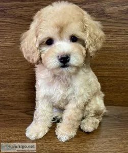 Toy Poodle