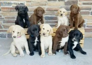 Fox red Yellow and Chocolates Labrador Retriever Puppies