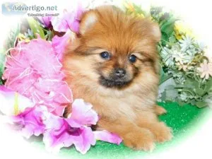Chicago Pomeranian Babies. Prespoiled. Financing