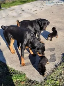 Rottweiler Puppies For Adoption