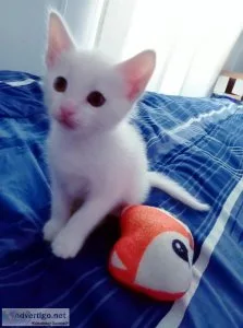 Turkish AngoraSiamese Kittens