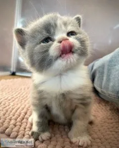 Exotic British Shorthair Kittens