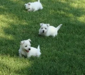 4 West Highland Terrier Puppies