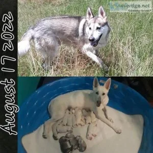 German Shepherd Puppies AKC with Health guarantee