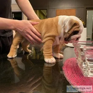 Adorable English Bulldog Puppies